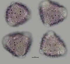 hydrated pollen