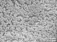 exine surface