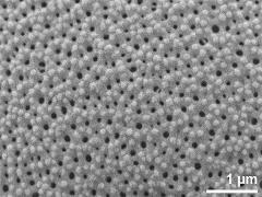 exine surface