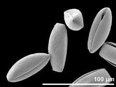 dry pollen grains