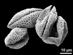 dry pollen grains