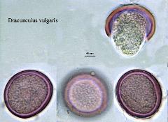 hydrated pollen