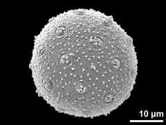 hydrated pollen grain