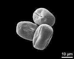 dry pollen grains