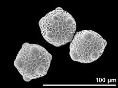 hydrated pollen grains