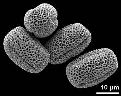 dry pollen grains