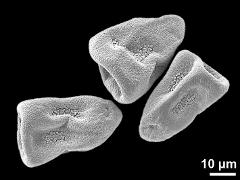 dry pseudomonads