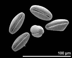 dry pollen grains