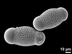 hydrated pollen grains