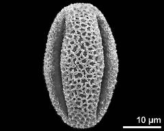 dry pollen grain in equatorial view