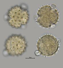 hydrated pollen