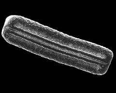 dry pollen grain