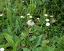 flowers of Plantago media