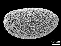 polar proximal view