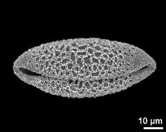 dry pollen grain