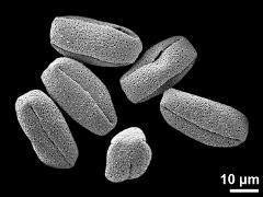 dry pollen grains