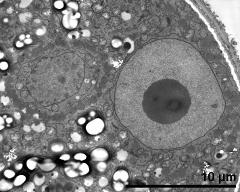 vegetative nucleus (right) and generative cell (left)