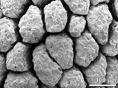 massulae (forming pollinium)