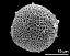 hydrated pollen grain