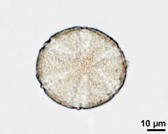 hydrated pollen, polar view