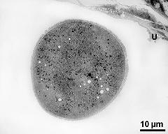 hydrated pollen grain