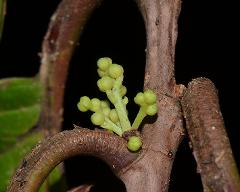 inflorescence(s),flower buds