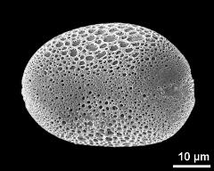 polar proximal view