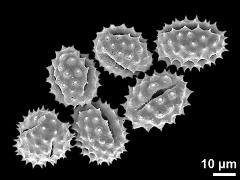 dry pollen grains