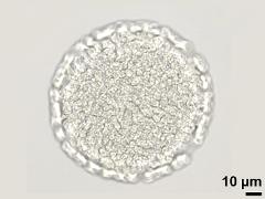 acetolyzed pollen