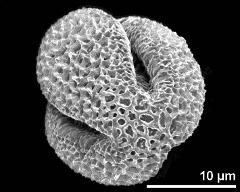 polar view (dry pollen grain)