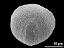 oblique equatorial view