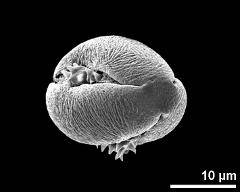 slightly oblique polar view of dry pollen grain