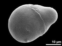 germinating pollen grain