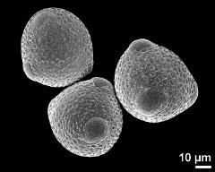 hydrated pollen grains