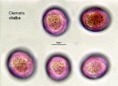 hydrated Pollen