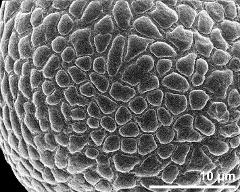 pollen surface