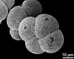 hydrated tetrads