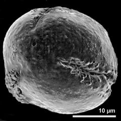 polar view of dry pollen grain