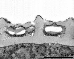 pollen wall with pollenkitt and primexine matrix