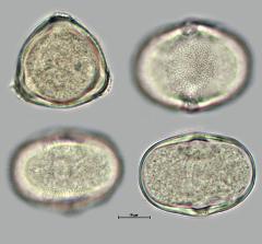 hydrated pollen