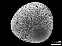 oblique view,triporate grain