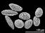 hydrated (right) and dry (left) pollen grains