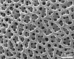 exine surface