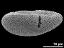 acetolyzed pollen,equatorial view