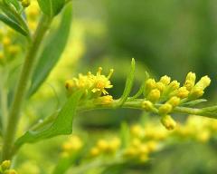 flowers of Solidago canadensis