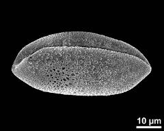 dry pollen grain in slightly oblique polar view (distal)