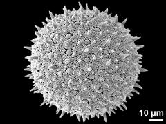 hydrated pollen grain