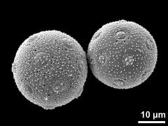 hydrated pollen grains