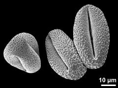 dry pollen grains