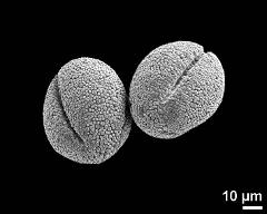 dry pollen grains (short-styled morph)